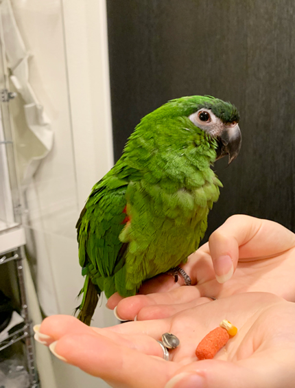 �R�~�h���R���S�E�C���R�����}��