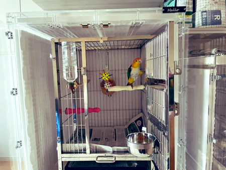 �V���n���C���R