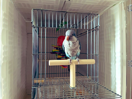 �I�L�i�C���R