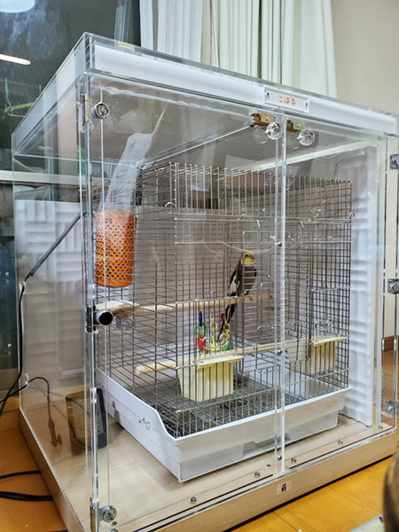 �I�J���C���R�̖����h��