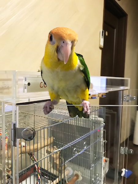 ���}�������V���n���C���R