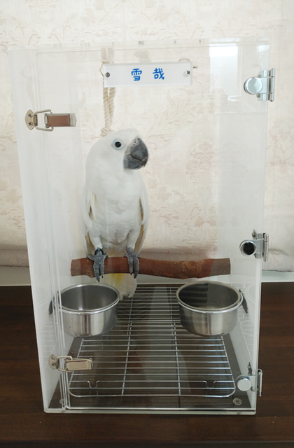 タイハクオウムのアクリルキャリー