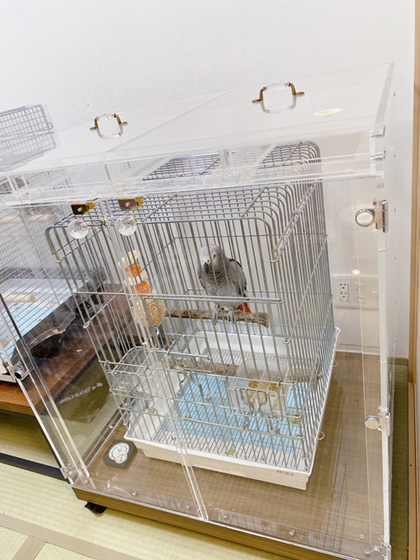 ヨウム　アクリルケース