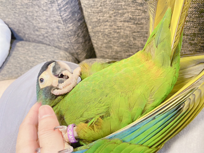 キエリヒメコンゴウインコ