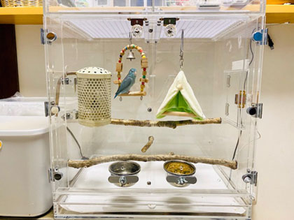 �}�������n�̃A�N�����P�[�X