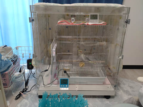 �I�J���C���R�̃A�N�����P�[�X�@�ۉ��A�×{