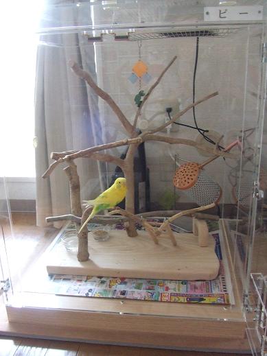 中で暮らすセキセイインコ