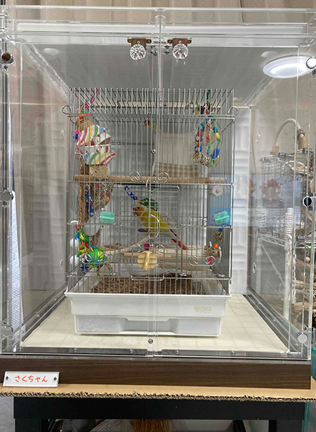 ウロコインコのアクリルケース