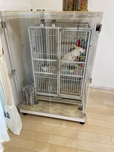 アオメキバタンのアクリルケース