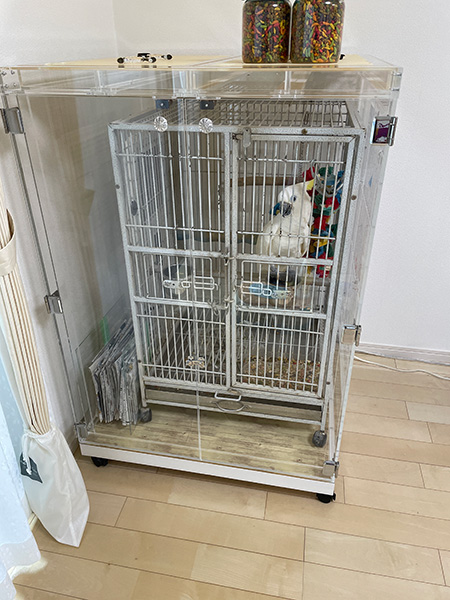 アオメキバタンのアクリルケース