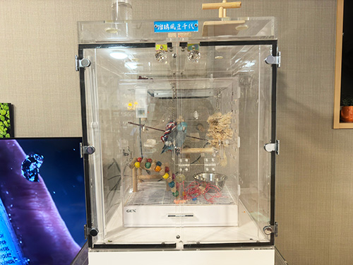 コトリウムを入れたアクリルケース