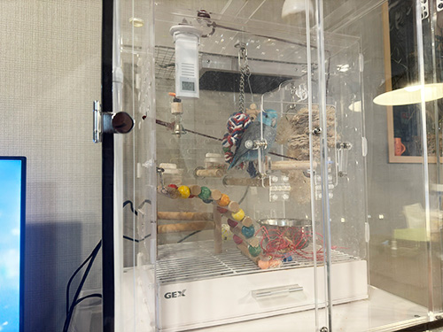 コトリウムの中のマメルリハ