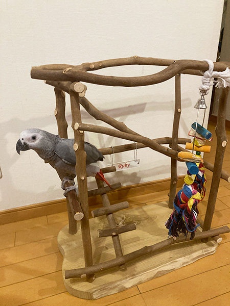 バードジムで遊ぶヨウム