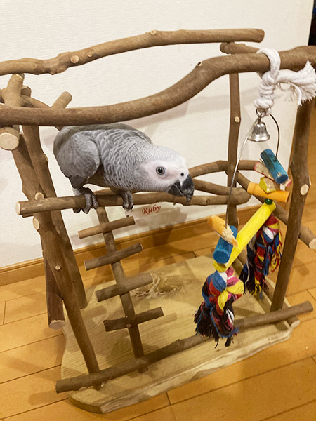 バードジムにとまるヨウム