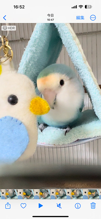 コザクラインコとインコのぬいぐるみ