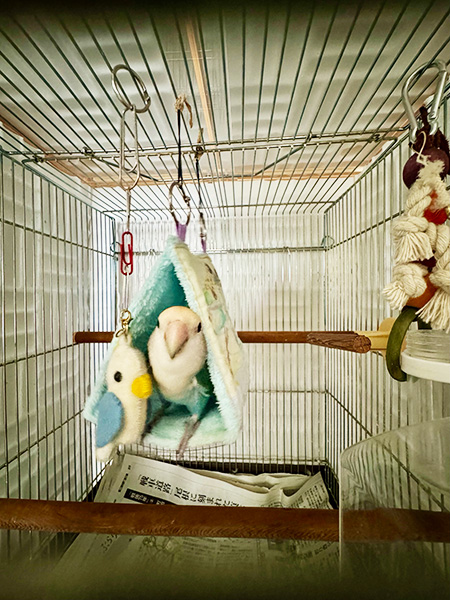 バードテントに入るコザクラインコ