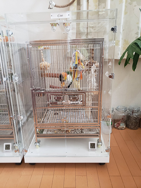 シロハラインコの鳥かごを入れたアクリルケース