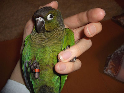 �E���R�C���R