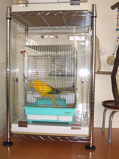 �R�K�l���L�V�R�C���R�̒���������ꂽ�A�N�����P�[�X