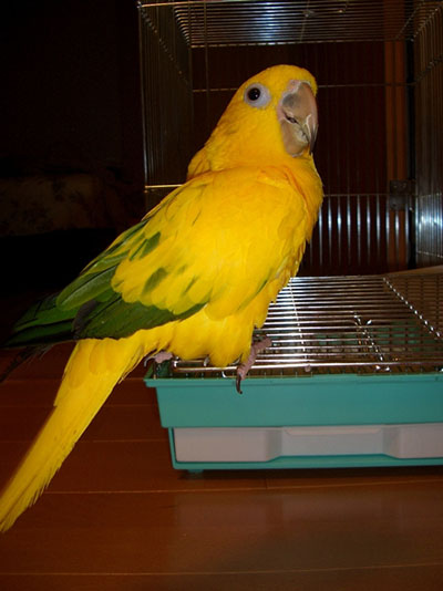 �R�K�l���L�V�R�C���R