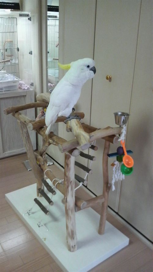 バードジムに乗るアオメキバタン