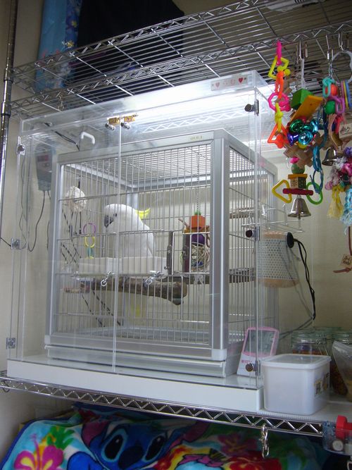 アオメキバタンのアクリルケース