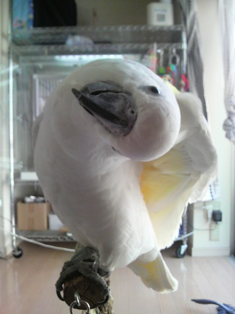 アオメキバタン