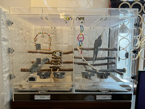 インコの部屋が二部屋のアクリルケース