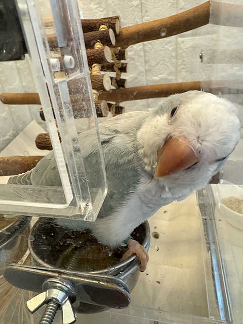 オキナインコの雛