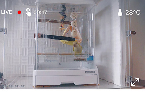 留守番カメラで映した鳥かごとインコの画像