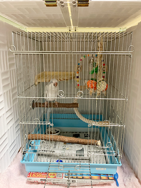 アクリルケース内のオキナインコ