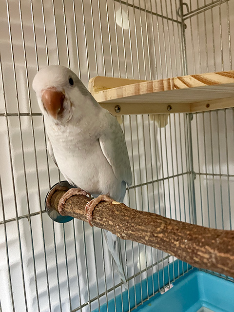 オキナインコ