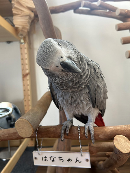 バードジムにとまったヨウム