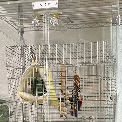 ズアカハネナガインコ