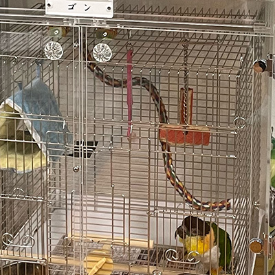 ズグロシロハラインコ