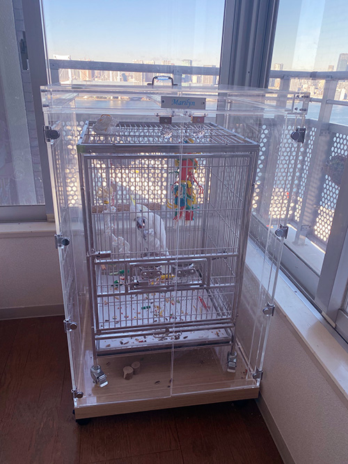 キバタンのケージを入れたアクリルケース