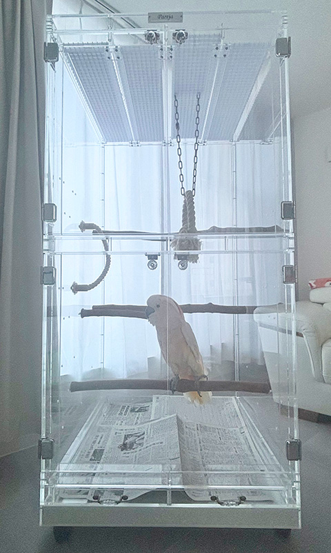 オオバタン用の大型アクリルケース