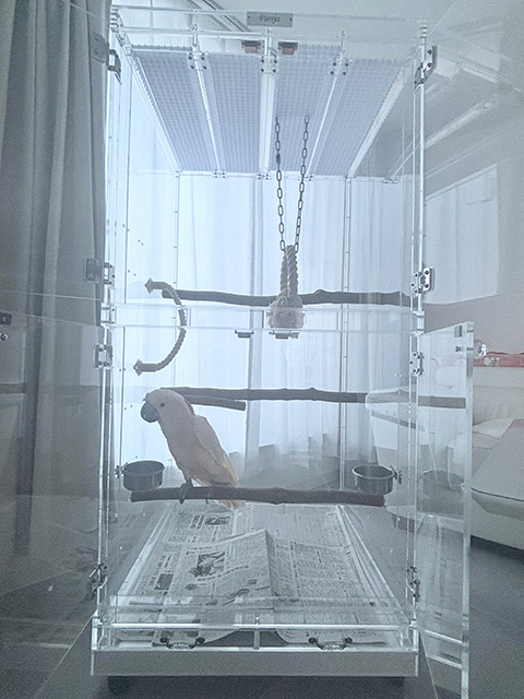 アクリルケース内のオオバタン