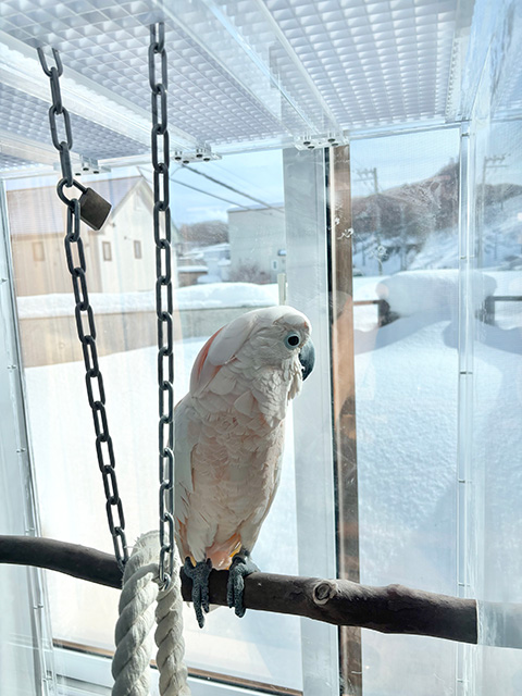 外の雪を見るオオバタン