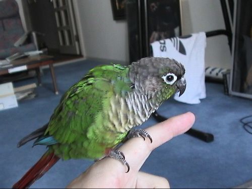 �z�I�~�h���A�J�I�E���R�C���R