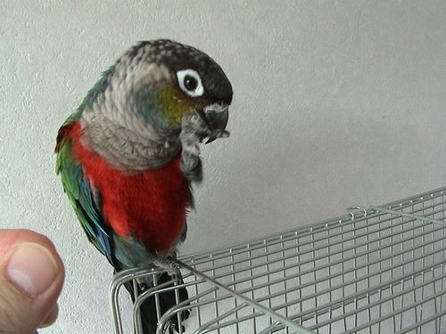 �A�J�n���E���R�C���R