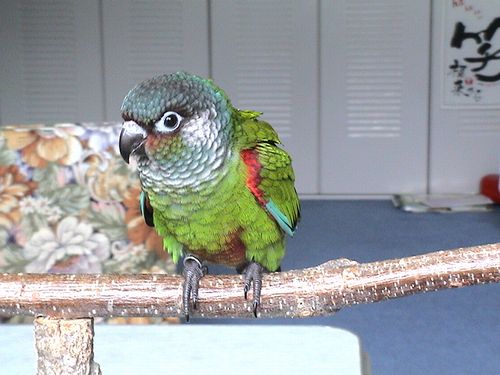 �A�I�r�^�C�z�I�W���E���R