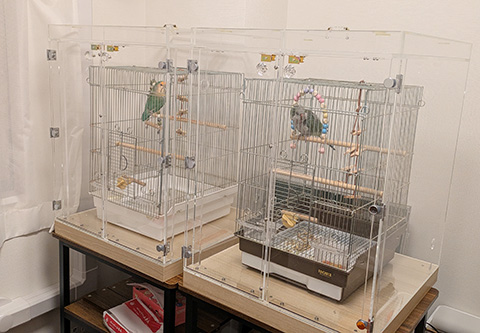 アクリルケースに入れたコザクラインコとオキナインコ