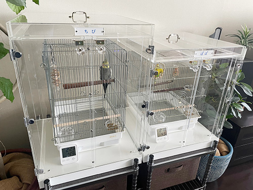 オカメインコとセキセイインコ