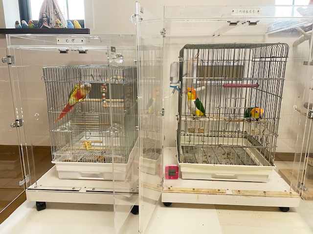 シロハラインコとウロコインコ用のアクリルケース