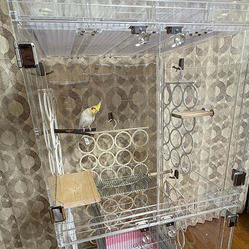 止まり木にとまるオカメインコ
