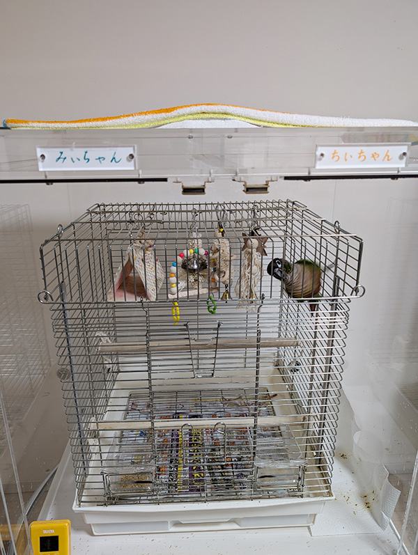 鳥かごの中のウロコインコ