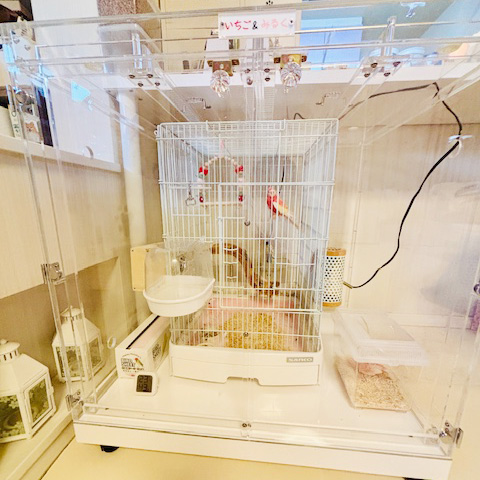 アキクサインコ用のアクリルケース