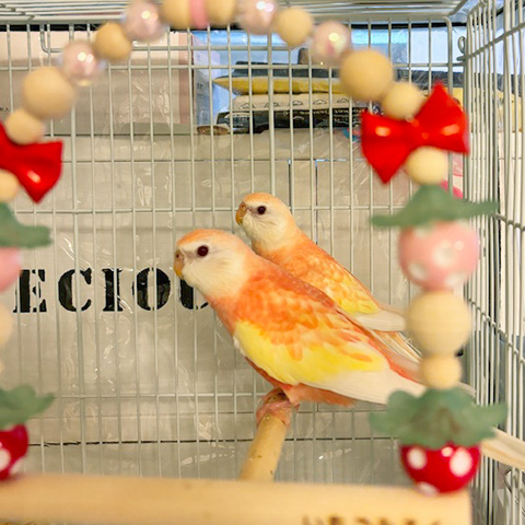 2羽のアキクサインコ