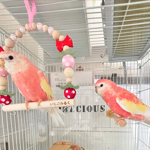 アキクサインコのペア